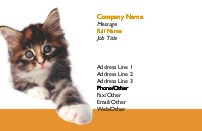 Kitten Full Colour Business Cards