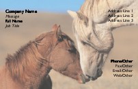 Equine Affection Full Colour Magnetic Business Cards
