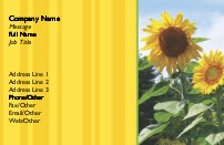 Tall Sunflower