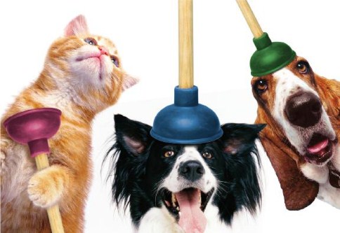 Party Animals Birthday Cards