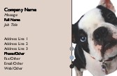 Boston Terrier Full Colour Business Cards