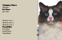 Ragdoll Cat Full Colour Business Cards