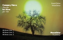 Tree in the Winter Months
