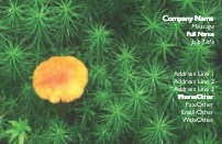 Mushroom in Moss