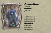 Squirrel on a Branch Full Colour Business Cards