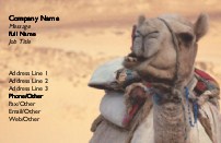 Close-up of Camel Full Colour Business Cards