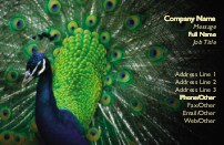 Peacock in its Glory Full Colour Business Cards