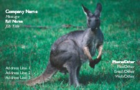 Kangaroo in Field