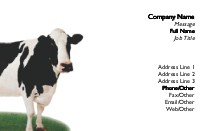 Black and White Cow