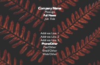 Fern Leaves