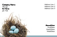 Robin Eggs in Nest