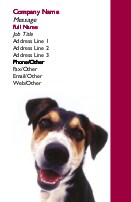 Begging for a Treat Full Colour Business Cards