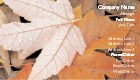 Dew on Autumn Leaves