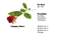 A Single Rose