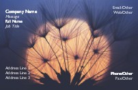 Dandelion Seed in Sun