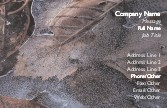 Frozen Leaves