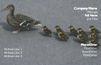 Mallard Family