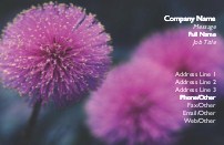 Pink Wild Flower