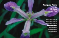 Purple Iris