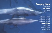 Tranquil Dolphins