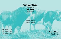 Bull and Cow