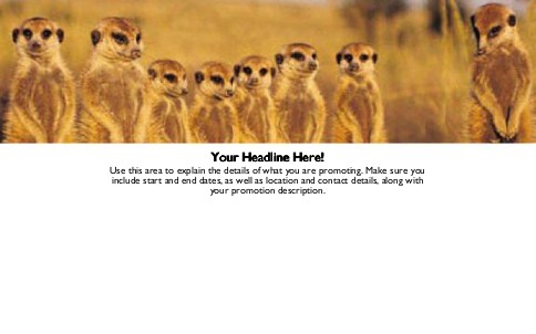Meerkat Family Full Colour Oversized Postcards