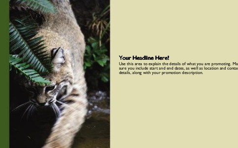 Wild Cat Full Colour Oversized Postcards