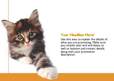 Kitten Full Colour Standard Sized Postcards