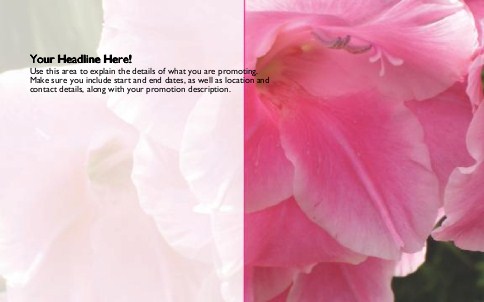 Pink Iris Full Colour Oversized Postcards