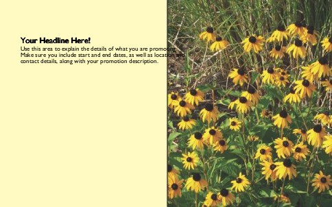 Black Eyed Susans Full Colour Oversized Postcards