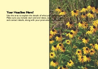 Black Eyed Susans Full Colour Standard Sized Postcards