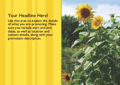 Tall Sunflower Full Colour Standard Sized Postcards