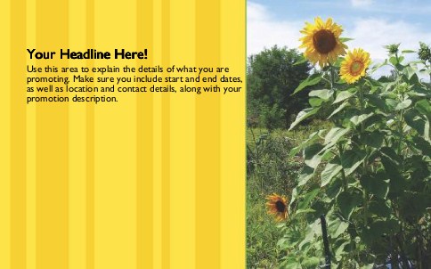Tall Sunflower Full Colour Oversized Postcards