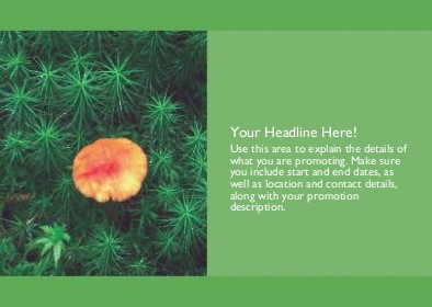 Mushroom in Moss Full Colour Standard Sized Postcards