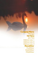 Swan on Lake