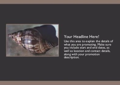 Large Seashell Full Colour Standard Sized Postcards