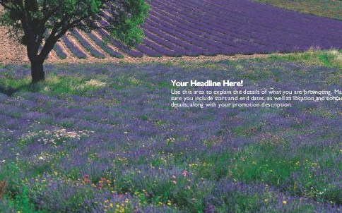 Field of Purple Flowers Full Colour Oversized Postcards