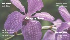 Perennial Petals
