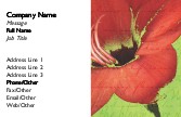 Amaryllis