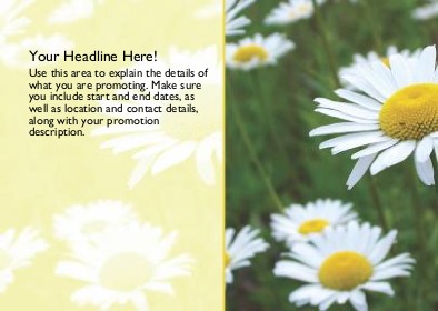 Pretty White Daisies Full Colour Standard Sized Postcards