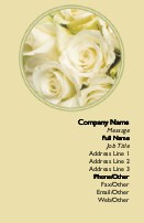 Snow White Roses