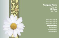 White Daisy
