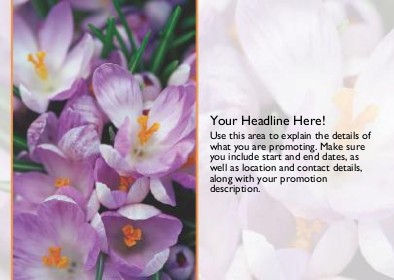 Spring Crocuses Full Colour Standard Sized Postcards