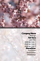 Cherry Blossom Tree