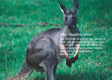Kangaroo in Field Full Colour Standard Sized Postcards