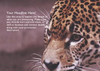 Leopard Close-up Full Colour Standard Sized Postcards