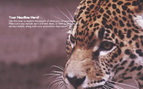 Leopard Close-up Full Colour Oversized Postcards