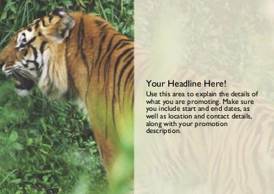 Tiger Close-up Full Colour Standard Sized Postcards