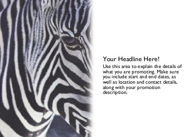 Zebra Close-up Full Colour Standard Sized Postcards