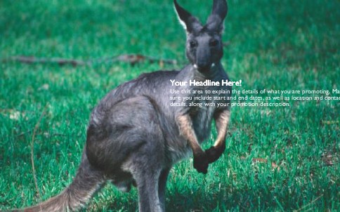 Kangaroo in Field Full Colour Oversized Postcards